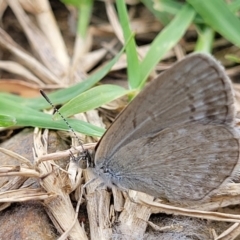 Zizina otis (Common Grass-Blue) at O'Connor, ACT - 16 Dec 2021 by tpreston