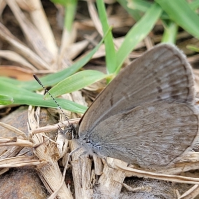 Zizina otis (Common Grass-Blue) at O'Connor, ACT - 16 Dec 2021 by trevorpreston