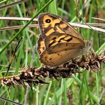 Heteronympha merope (Common Brown Butterfly) at O'Connor, ACT - 16 Dec 2021 by tpreston