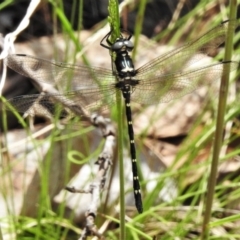 Eusynthemis guttata (Southern Tigertail) at Cotter River, ACT - 15 Dec 2021 by JohnBundock