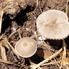 Unidentified Cap on a stem; gills below cap [mushrooms or mushroom-like] at Bruce, ACT - 16 Dec 2021 by tpreston
