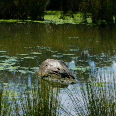 Chelodina longicollis (Eastern Long-necked Turtle) at Monash, ACT - 30 Nov 2021 by MB