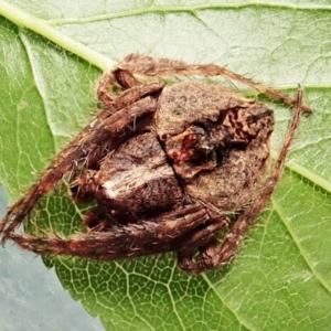 Dolophones sp. (genus) at Cook, ACT - 9 Dec 2021 11:23 AM