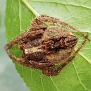 Dolophones sp. (genus) at Cook, ACT - 9 Dec 2021 11:23 AM