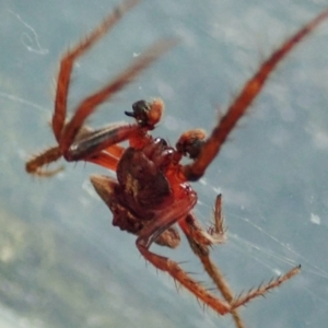 Dolophones sp. (genus) at Cook, ACT - 9 Dec 2021