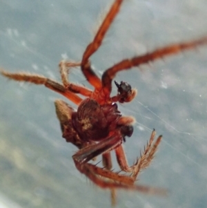 Dolophones sp. (genus) at Cook, ACT - 9 Dec 2021 11:23 AM