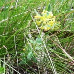 Pimelea curviflora at Cotter River, ACT - 15 Dec 2021