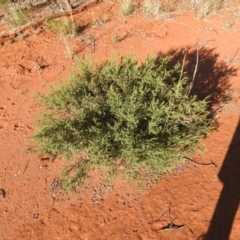 Unidentified Plant at Irymple, NSW - 11 Dec 2021 by Liam.m