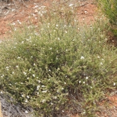 Westringia rigida (Stiff Westringia, Stiff Western Rosemary) at Mount Hope, NSW - 11 Dec 2021 by Liam.m