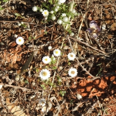 Rhodanthe floribunda (White Sunray) at Irymple, NSW - 11 Dec 2021 by Liam.m