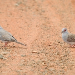 Geopelia cuneata (Diamond Dove) at Euabalong, NSW - 11 Dec 2021 by Liam.m