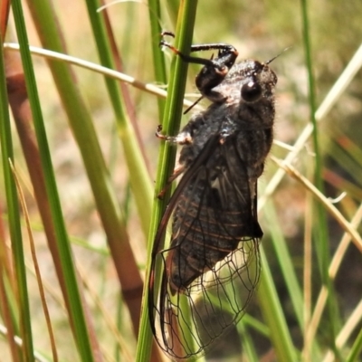 Pauropsalta mneme (Alarm Clock Squawker) at Throsby, ACT - 14 Dec 2021 by JohnBundock