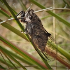 Pauropsalta mneme at Throsby, ACT - 14 Dec 2021