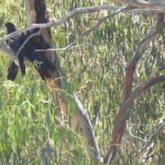 Calyptorhynchus banksii (Red-tailed Black-cockatoo) at Bourke, NSW - 13 Dec 2021 by Liam.m