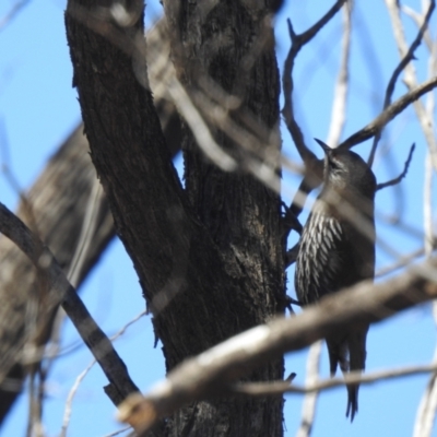 Climacteris affinis (White-browed Treecreeper) at Gunderbooka, NSW - 12 Dec 2021 by Liam.m