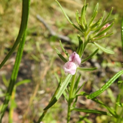 Misopates orontium (Lesser Snapdragon) at Carwoola, NSW - 15 Dec 2021 by Liam.m