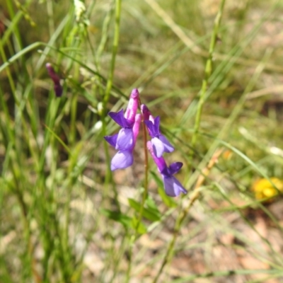 Vicia villosa (Russian Vetch) at Carwoola, NSW - 15 Dec 2021 by Liam.m