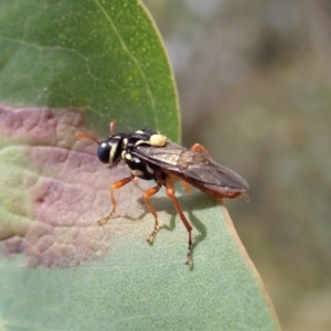 Perginae sp. (subfamily) at Cook, ACT - 6 Dec 2021 11:07 AM