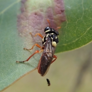 Perginae sp. (subfamily) at Cook, ACT - 6 Dec 2021