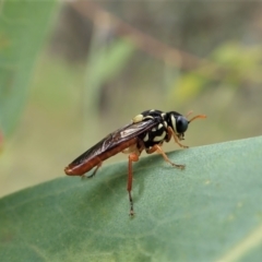 Perginae sp. (subfamily) at Cook, ACT - 6 Dec 2021