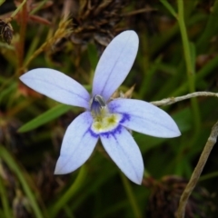 Isotoma fluviatilis subsp. australis (Swamp Isotome) at Mulligans Flat - 13 Dec 2021 by JohnBundock