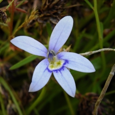 Isotoma fluviatilis subsp. australis (Swamp Isotome) at Mulligans Flat - 13 Dec 2021 by JohnBundock