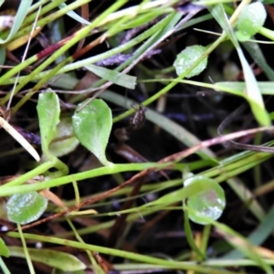 Isotoma fluviatilis subsp. australis at Throsby, ACT - 14 Dec 2021