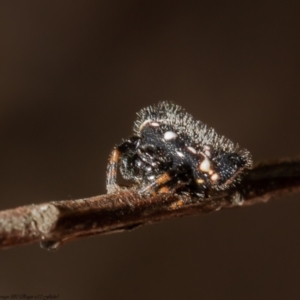 Austracantha minax at Molonglo Valley, ACT - 16 Dec 2021 10:43 AM