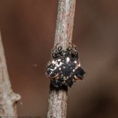 Austracantha minax at Molonglo Valley, ACT - 16 Dec 2021 10:43 AM