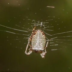 Plebs eburnus (Eastern bush orb-weaver) at Molonglo Valley, ACT - 15 Dec 2021 by Roger