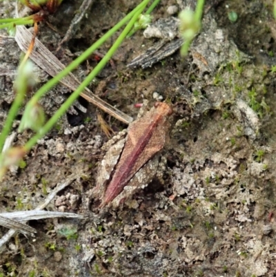 Tetrigidae (family) (Pygmy grasshopper) at Mount Painter - 22 Oct 2021 by CathB