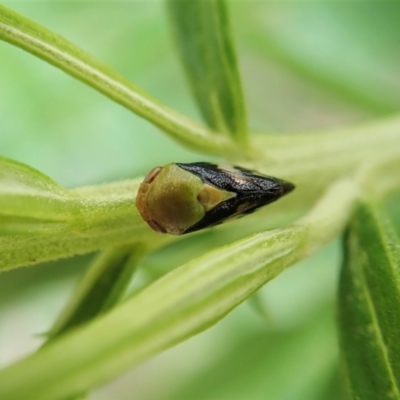 Chaetophyes compacta (Tube spittlebug) at Cook, ACT - 28 Nov 2021 by CathB