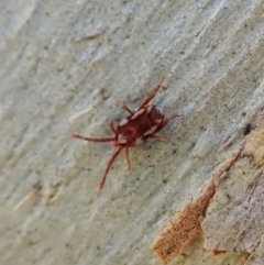 Acari (informal subclass) (Unidentified mite) at Aranda Bushland - 1 Dec 2021 by CathB