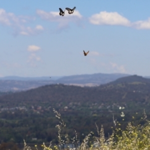 Papilio anactus at Cook, ACT - 13 Dec 2021