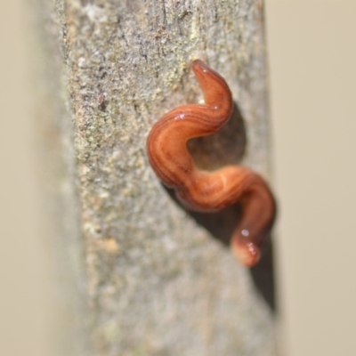 Fletchamia quinquelineata (Five-striped flatworm) at Wamboin, NSW - 25 Sep 2021 by natureguy