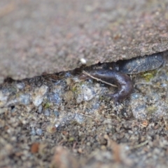Deroceras laeve (Marsh Slug) at Wamboin, NSW - 25 Sep 2021 by natureguy