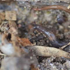 Deroceras laeve at Wamboin, NSW - 25 Sep 2021