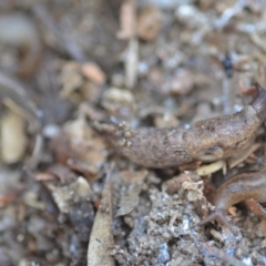 Deroceras reticulatum at Wamboin, NSW - 25 Sep 2021