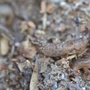 Deroceras reticulatum at Wamboin, NSW - 25 Sep 2021