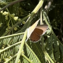 Nacaduba biocellata (Two-spotted Line-Blue) at Murrumbateman, NSW - 16 Dec 2021 by SimoneC