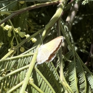 Nacaduba biocellata at Murrumbateman, NSW - 16 Dec 2021