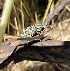 Chrysolopus spectabilis (Botany Bay Weevil) at Murrumbateman, NSW - 16 Dec 2021 by SimoneC