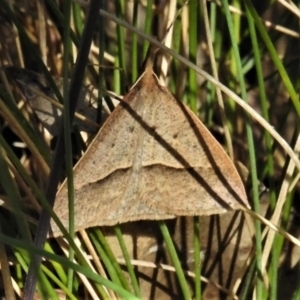 Epidesmia hypenaria at Cotter River, ACT - 15 Dec 2021