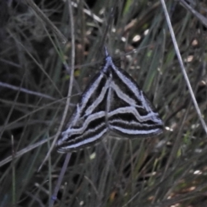 Dichromodes confluaria at Cotter River, ACT - 15 Dec 2021