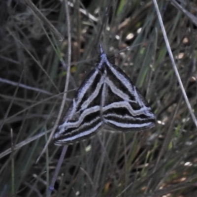 Dichromodes confluaria (Ceremonial Heath Moth) at Cotter River, ACT - 15 Dec 2021 by JohnBundock