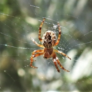 Araneus hamiltoni at Cotter River, ACT - 15 Dec 2021 12:31 PM