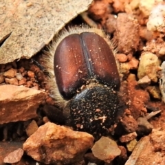 Bisallardiana gymnopleura (Brown flower chafer) at Cotter River, ACT - 15 Dec 2021 by JohnBundock