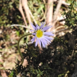 Brachyscome spathulata at Cotter River, ACT - 15 Dec 2021