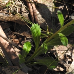 Brachyscome spathulata at Cotter River, ACT - 15 Dec 2021