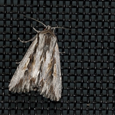 Persectania ewingii (Southern Armyworm) at Higgins, ACT - 6 Dec 2021 by AlisonMilton